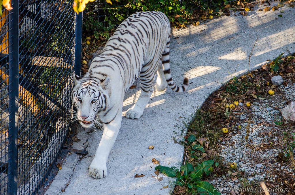 белый тигр в Ялтинском зоопарке